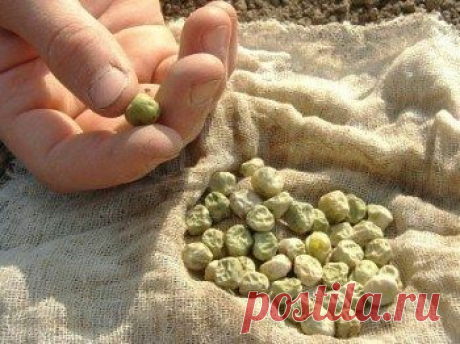 Нужно ли замачивать семена гороха перед посадкой? - Садоводка