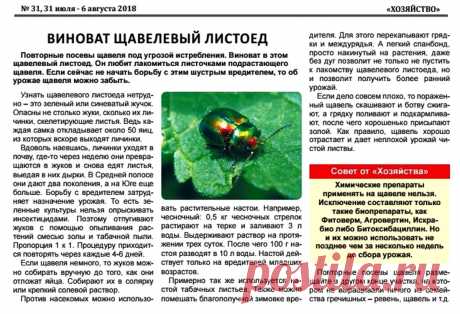 Щавелевый листоед