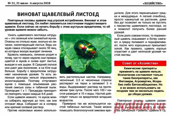 Щавелевый листоед