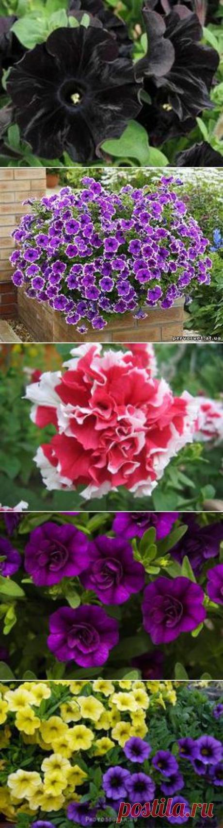 Петуния_Сурфиния_Калибрахоа