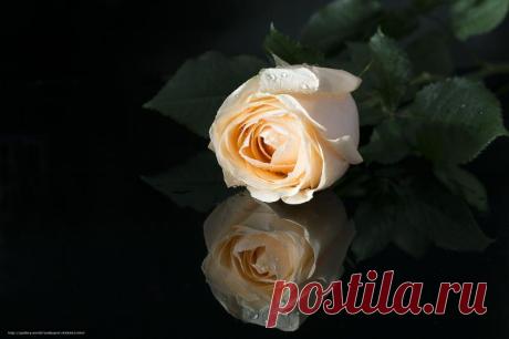роза