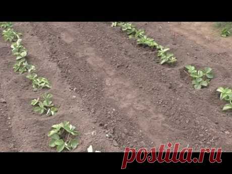 Сколько усов клубники высаживать в лунку - один, два или три.