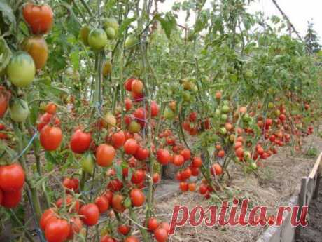 причина отсутствия завязей у томатов при обильном цветении