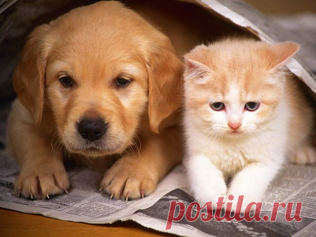 Дядя Шарик. | KotoMail.ru