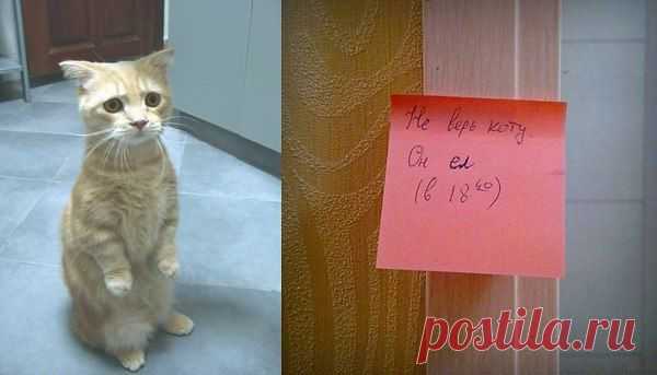 Все равно накормлю...