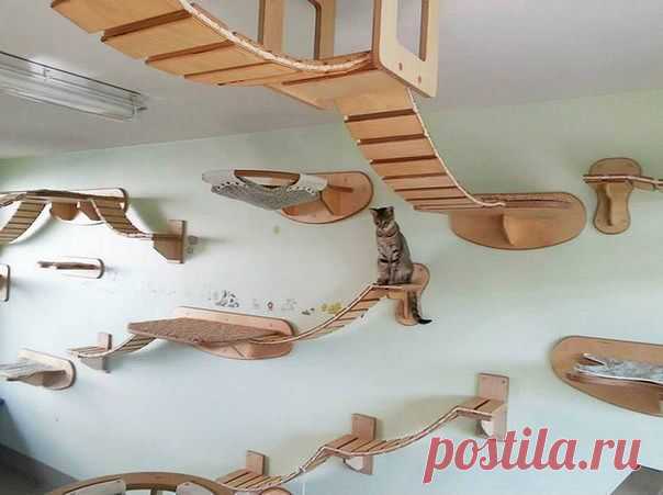 КОШАЧИЙ РАЙ