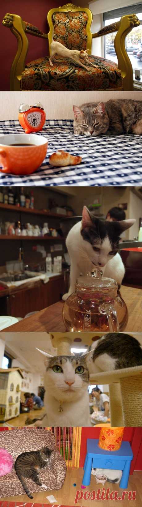 Самые необычные «кошачьи» кафе из разных стран мира :  НОВОСТИ В ФОТОГРАФИЯХ