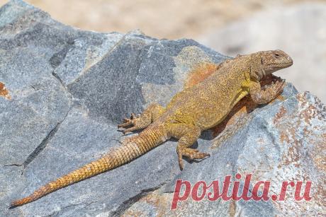 Phymaturus darwini, Чили.
https://www.iucnredlist.org/details/59122148/0