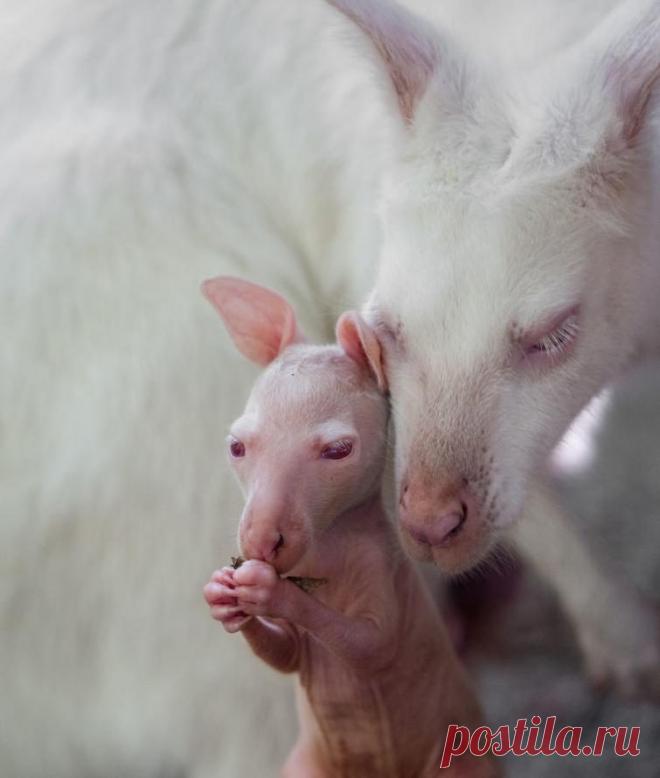 Редкие животные-альбиносы / Питомцы
