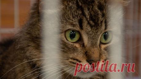 Коронавирус обнаружен у кошек в Ухани Китайские ветеринары собрали образцы крови у ста кошек и выяснили, что 15% из них поражены коронавирусом нового типа.