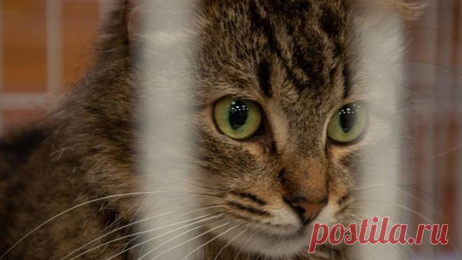 Коронавирус обнаружен у кошек в Ухани Китайские ветеринары собрали образцы крови у ста кошек и выяснили, что 15% из них поражены коронавирусом нового типа.