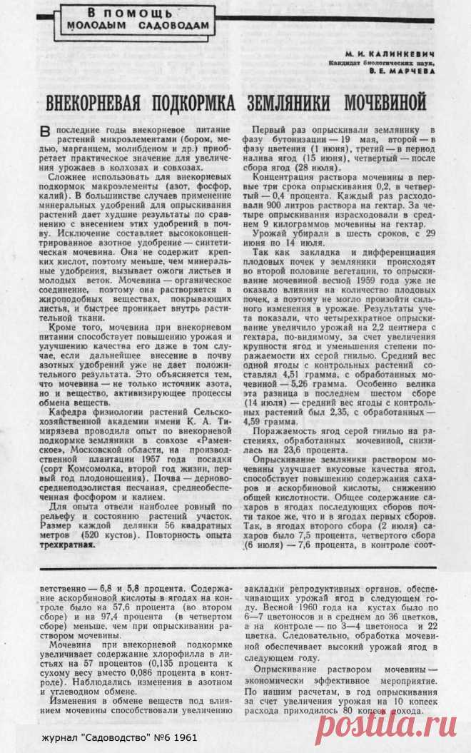 Внекорневая подкормка земляники мочевиной