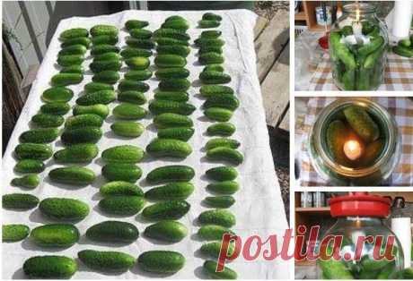 Как сохранить огурцы (и не только!) свежими даже на зиму — волшебный способ! Огурчики получаются как свежесорванные!


Делюсь с вами простым рецептом, как сохранить свежими овощи и фрукты зимой!
Можно поэкспериментировать с огурцами, помидорами, яблоками, персиками, абрикосами, сливами.
Сегодня мы будем делать огурцы. Нам понадобятся свежие огурцы, желательно с грядки,