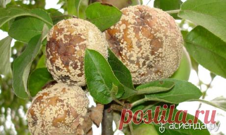 Как бороться с монилиозом яблони? / Асиенда.ру