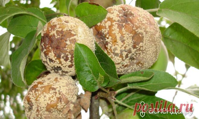 Как бороться с монилиозом яблони? / Асиенда.ру