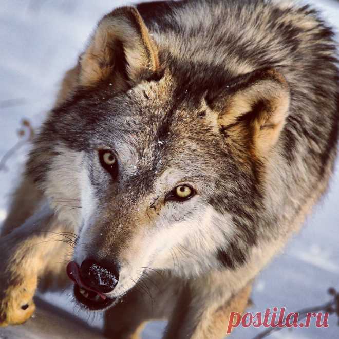 animal edits | McKenzie Greenly | Flickr