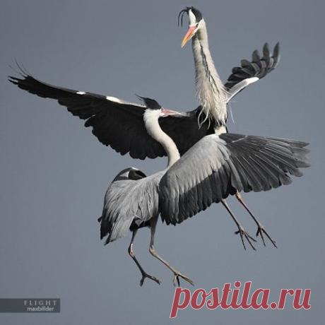 хх