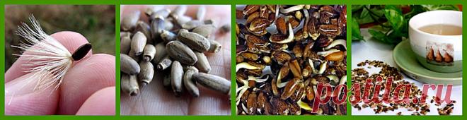 Семена расторопши: эффективное средство для печени