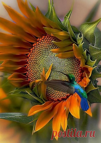Колибри - самые маленькие птицы на земле, но какие красивые!!!) - запись пользователя Tina (Валентина) в сообществе Картинки для творчества в категории Животные и птицы