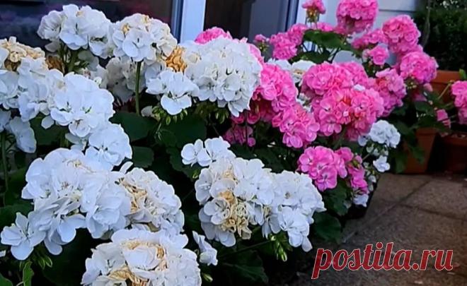 Зацветёт и пойдёт в рост даже самый чахлый цветок и рассада | Натуральная подкормка для домашних растений и рассады | Удачный урожай | Пульс Mail.ru