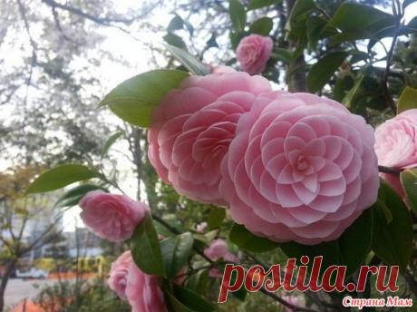 Необыкновенные цветы - Мыслишки от Амишки - Страна Мам