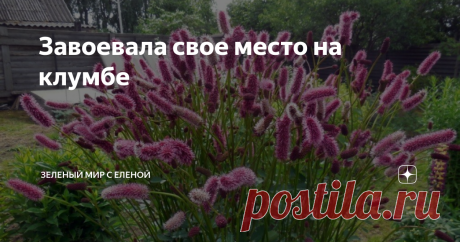 Завоевала свое место на клумбе Это необычное травянистое растение упорно отвоевывает свое место в наших цветниках. Все мы знаем, что спрос рождает предложение, а потому на полках магазинов все чаще появляются новые сорта этого растения с цветками самой разнообразной расцветки. Непримечательное название "кровохлебка" дано растению не за кровожадность, а за способность останавливать кровотечения. Современная кровохлебка значительно отличается от своих диких предков, так как ...