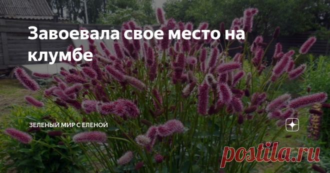 Завоевала свое место на клумбе Это необычное травянистое растение упорно отвоевывает свое место в наших цветниках. Все мы знаем, что спрос рождает предложение, а потому на полках магазинов все чаще появляются новые сорта этого растения с цветками самой разнообразной расцветки. Непримечательное название 