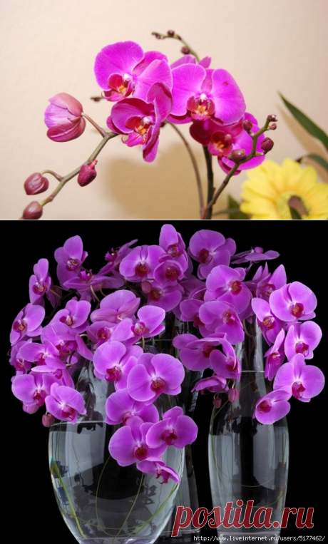 Орхидея фаленопсис. Уход за растением по месяцам!