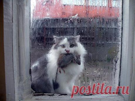 КОРМИЛЕЦ ПРИШЕЛ!! ))