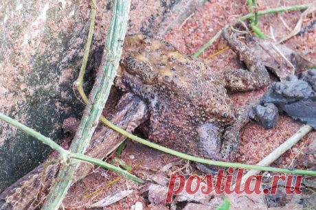 Животные, которые удивили нас в 2020 году (часть 6-я) | Batrachospermum Magazine | Яндекс Дзен