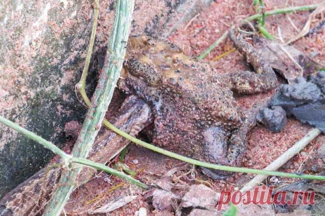 Животные, которые удивили нас в 2020 году (часть 6-я) | Batrachospermum Magazine | Яндекс Дзен