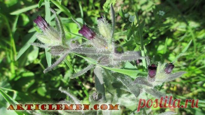 Чернокорень лекарственный лечебные свойства