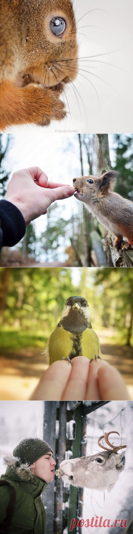 Фотограф, с которым дружат животные / Surfingbird - мы делаем интернет лучше