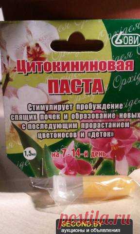 Размножение орхидеи: чудеса цитокининовой пасты