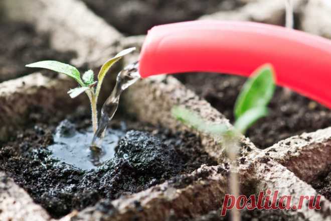 Что сажать на рассаду в январе из овощных и цветочных культур? Советы начинающим дачникам какую рассаду сажают в январе, какие цветочные, овощные культуры требуют раннего высевания, чтобы получить качественную рассаду.