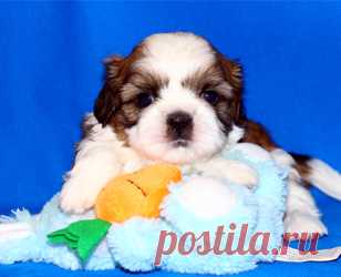 Щенки ши-тцу - Купить щенка ши-тцу Москва - Питомник ши-тцу Москва - щенки ши-тцу