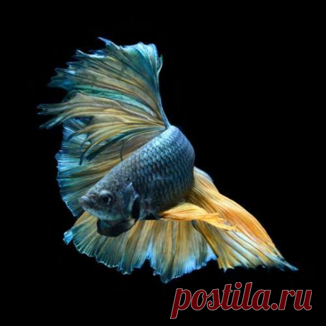 Фотограф делает снимки аквариумных рыбок, какими вы их ещё никогда не видели (29 фото) . Тут забавно !!!