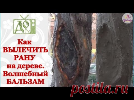 Как вылечить РАНУ на плодовом дереве. Рецепт целебного бальзама для дерева