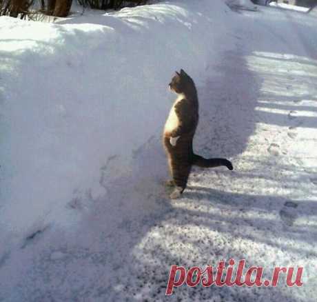 30 фотографий, которыми коты могут гордиться