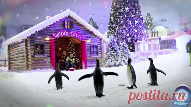 Горнолыжный комплекс Ски Дубай (Ski Dubai). Цены 2021, фото, видео, как добраться, отели – Туристер.Ру