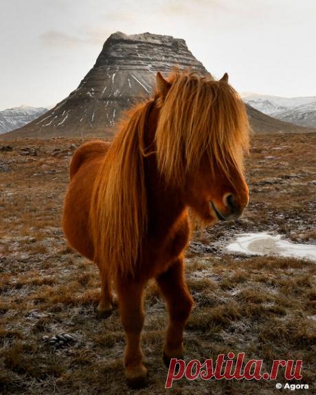 Жюри конкурса #Animals2020 назвало победителей. Лучшим признали работу фотографа из Индонезии, который сделал снимок игуаны в цветах подсолнуха.
