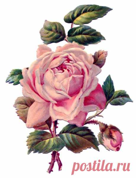 Пластинки ... У Trabajos НАК FLORES | графикой роз