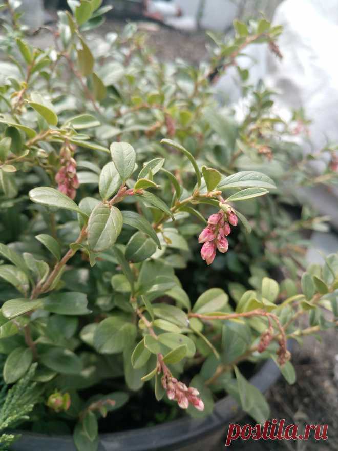 Брусника обыкновенная (Vaccinium vitis-idaea)