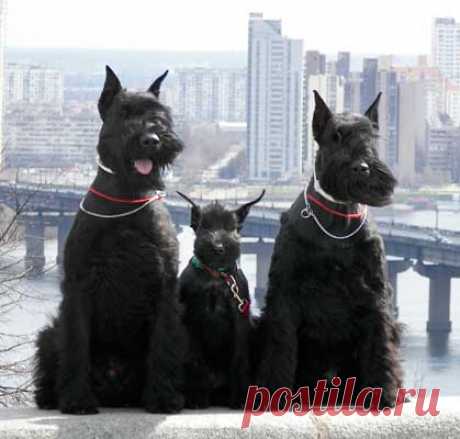 порода собак ризеншнауцер фото: 21 тыс изображений найдено в Яндекс.Картинках