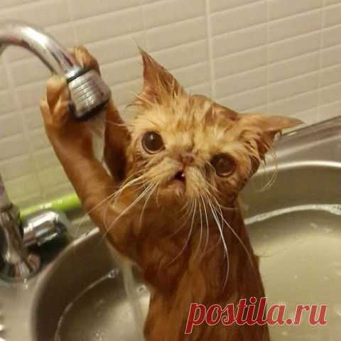 Кто сказал, что коты не любят воду? Эти 14 снимков разнесут все стереотипы в пух и прах.