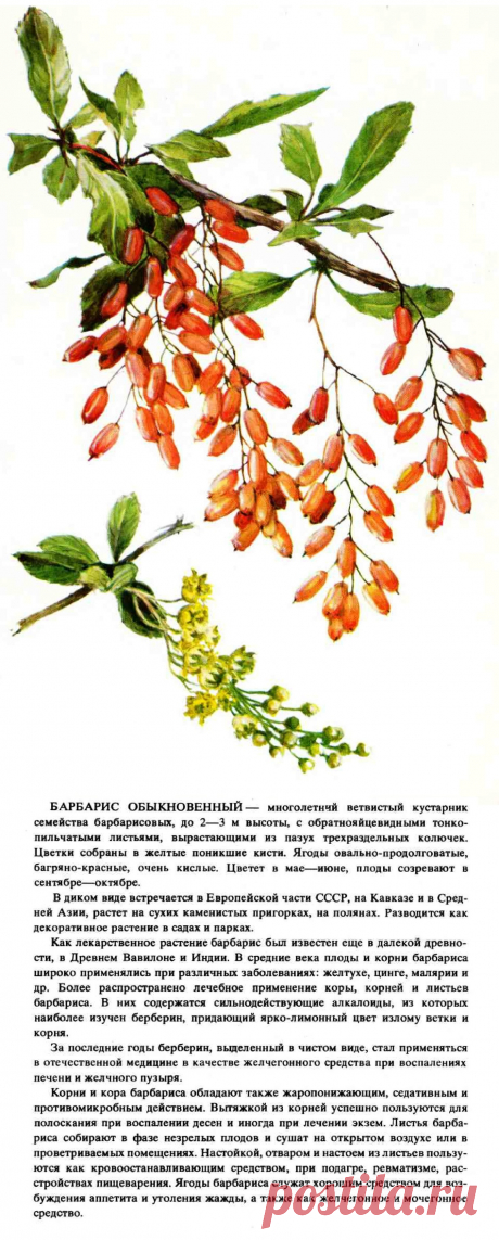 Барбарис обыкновенный