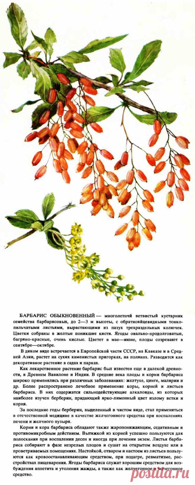 Барбарис обыкновенный