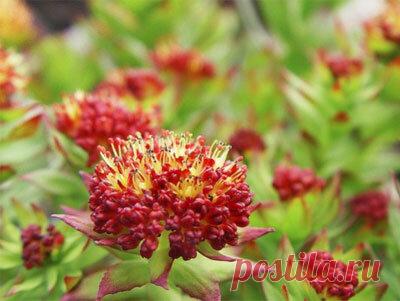 Старое средство против онкологии! | Женский журнал InFlora.ru | Яндекс Дзен