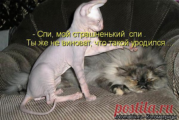 Популярные записи по теме «животные»