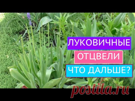 ЧТО ДЕЛАТЬ С ЛУКОВИЧНЫМИ ПОСЛЕ ЦВЕТЕНИЯ? КАК СОХРАНИТЬ ИХ ДО СЛЕДУЮЩЕГО ГОДА?